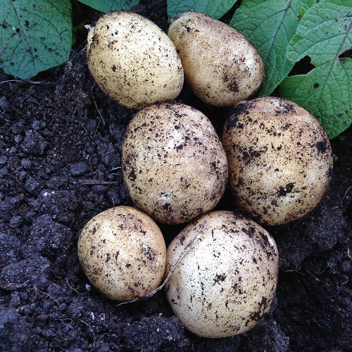 Carlingford Potato Seed